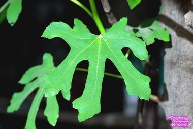 班花成了生物课的肉教具